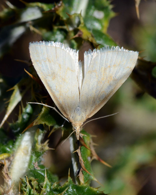 Crambidae da identificare